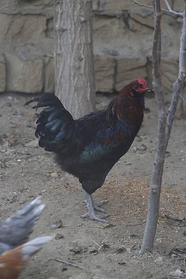 kok: Mavi və yaşımtıl yumurta günümüzdə digər yumurtalardan daha çox maraq — 9