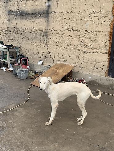 Продажа собак: Порода: тайган самка возраст 8 месяцев окрас белый. Описание: - — 1