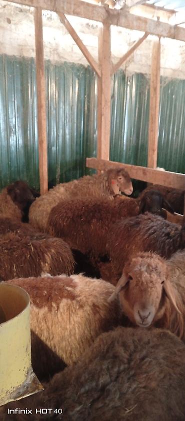 Баран, овца: Продаю | Баран (самец) | На забой — 4