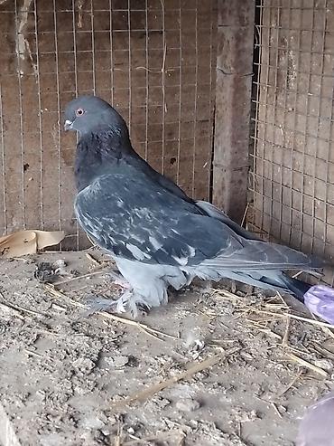 Другие с/х животные: Продам голуби🕊 срочно🆘 игра есть не болеют гарантием даю одна штука at lalafo.kg — 3 Другие с/х животные: Продам голуби🕊 срочно🆘 игра есть не болеют гарантием даю одна штука — 3