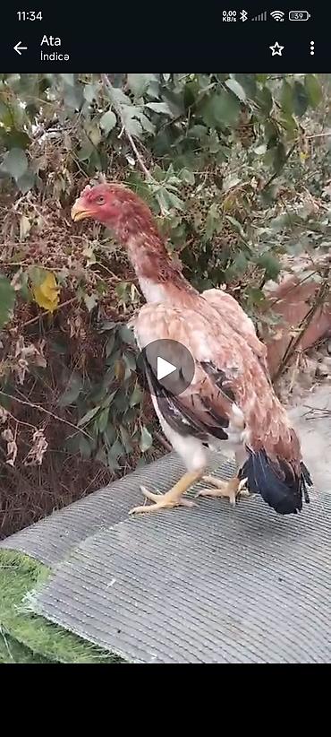 xudat heyvan satisi: Anaş fərə 2 yaş Atası anası Türkiyədən gəlmə cinslərdəndi. Real alıcı — 2