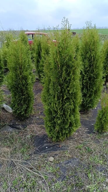 Ağaclar: Qiyməti 1 meteresi 80 AZN çox götüren olsa qiymət dəyişəcək qiyməti 2 — 9