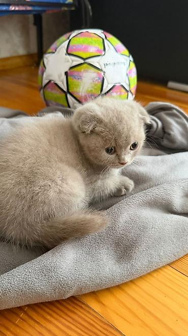 Pişiklər: Britan — 12