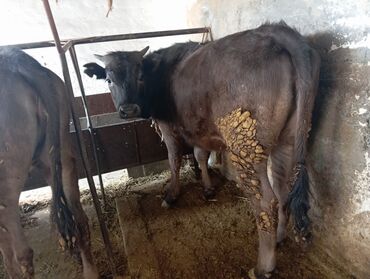 животные каровы: Продаю | Корова (самка), Тёлка | На откорм, На забой, Для разведения