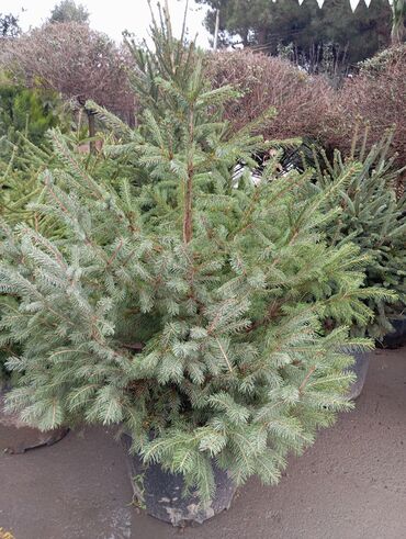 Ağaclar: Yeni il şamları 🌲 dibçəkdə ofis,ev 🏠 və bağ 🪏 üçün uyğundur.Təbii — 10