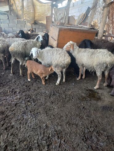 купить козу в бишкеке: Продаю | Овца (самка), Ягненок | Гиссарская, Арашан
