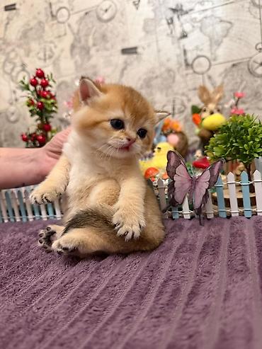 Pişiklər: Britan — 5