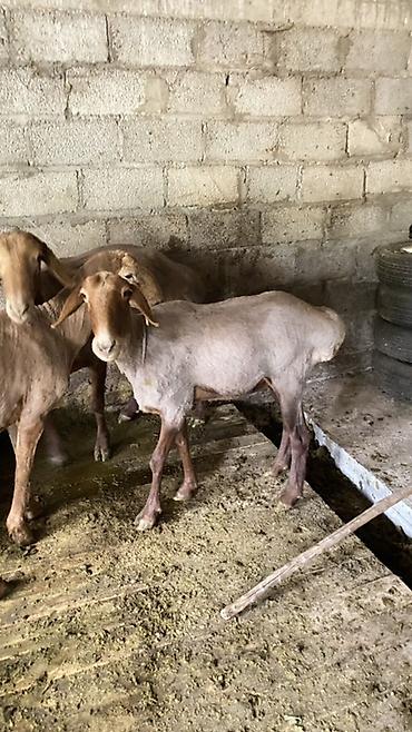 Продам с/х животных: Продаю | Баран (самец) | Полукровка — 3