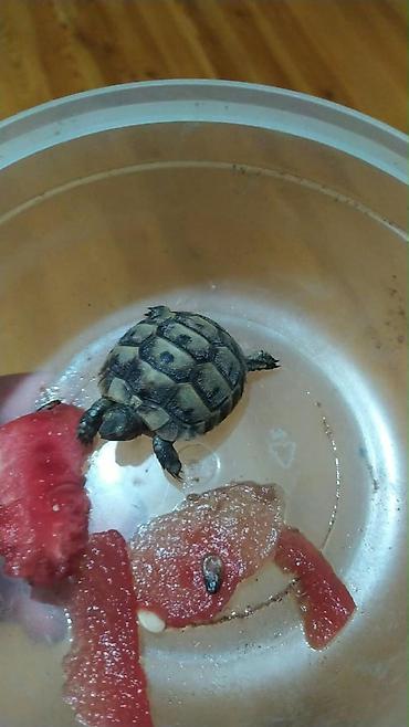 kicik heyvanlar: Məhsul: Kiçik quru tısbağalar Təsvir: - Təbii rəngli, xallı zireh — 3