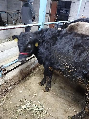 Коровы, быки: Продаю | Бык (самец) | На откорм | Привязанные — 13