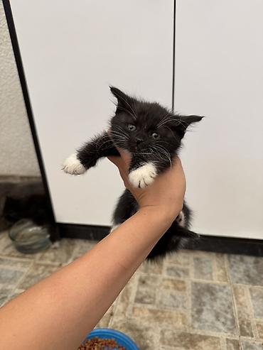 короткошерстные котята: СРОЧНО ОТДАМ КОТЯТ ДАРОМ🥹 Игривые милые котят ищут свои хозяевов❤️ — 1