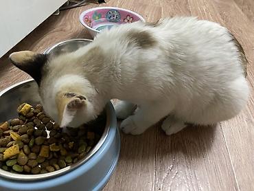 кошка рысь: Отдам котенка в хорошие руки, первая кошка не принмает ее и постоянно — 1
