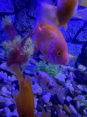 Akvariumlar: Продается аквариум 2 м с рыбами все вместе рыбы декор и — 2