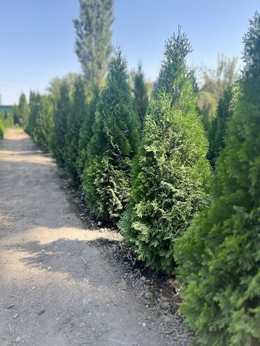 Декоративные деревья: 1Туя смаракта 2Можжевельник блюэроу 3Самшит вечно зеленый Есть в at lalafo.kg — 3 Декоративные деревья: 1Туя смаракта 2Можжевельник блюэроу 3Самшит вечно зеленый Есть в — 3
