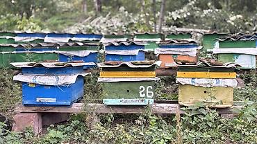 bal arisi satisi: 🐝 Arı ailələri satılır! 29 ədəd arı yeşiyi bir yerdə satılır — 1