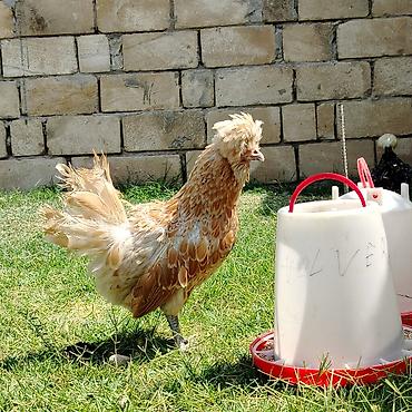 Kənd təsərrüfatı quşları: Toyuq, Damazlıq — 4