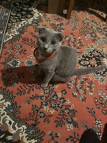 ragdoll pisik: Şotland, Dişi, Yaxşı əllərə, Ünvandan götürmə — 2