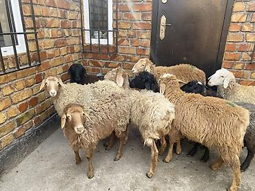 Баран, овца: Продаю | Овца (самка) | Для разведения — 6