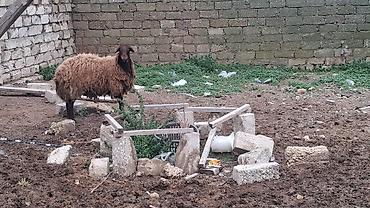 Mal-qara: Qoyun – yerli ət-yun istiqamətli damazlıq heyvan - Cins: ehtimalən — 2