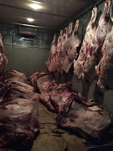 Куплю с/х животных: Куплю | Лошади, кони | Круглосуточно, Любое состояние, Забитый — 8