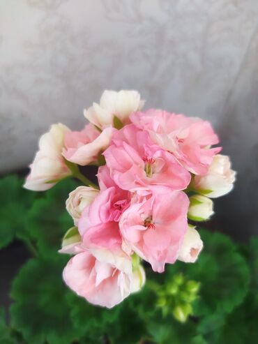 цветы гулдор: Сортовая Пеларгония,розочка