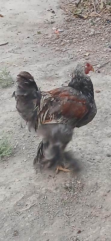 qaz toyuq: Satılır: lələkli ayaqlı yerli toyuq-xoruzlar (Brahma tipli) — 1