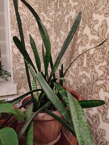 купить цветы комнатные: Сансевиерия гиацинтовая
Большое растение для квартир и домов