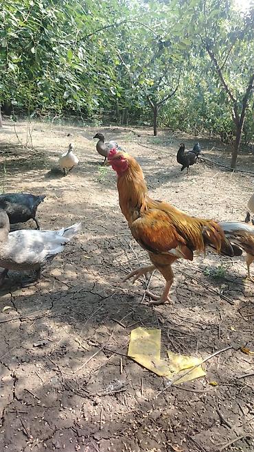 xoruz satlir: Satılır: uzunboy döyüş tipli xoruz - Cins tipi: Yerli-döyüş — 3