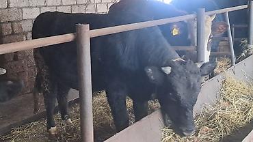 Inəklər, öküzlər: Iki baş cənginə satılır arpa və buğda yemi ilə bəslənib ikisində 460kq — 8