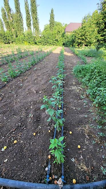 Малина: Саженцы малины. сорт полька - Сильные однолетние побеги с развитой — 14