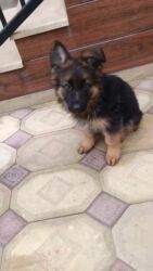 покупка собак в баку: Alman çoban iti, 3 ay, Erkek, Peyvəndli, Ünvandan götürmə