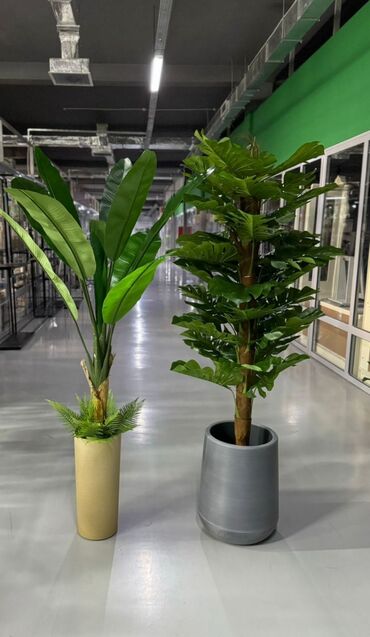 озеленения: Декоративные растения для озеленения домов, офиса, ресторанов Для