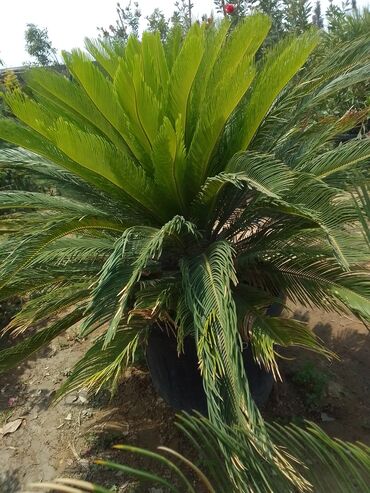 Şitillər: Bütün növ dekarativ ağacların və kol bitkiləri və meyvə ağacların -da lalafo.az — 11 Şitillər: Bütün növ dekarativ ağacların və kol bitkiləri və meyvə ağacların — 11