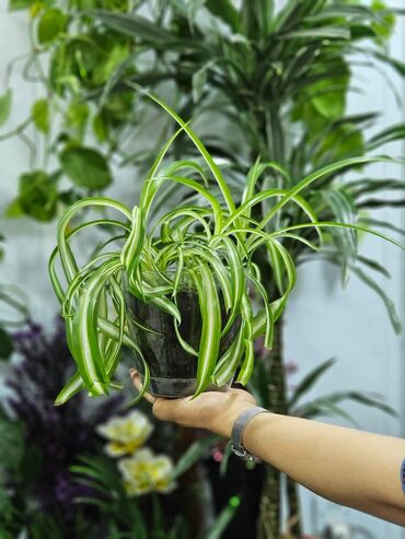 bitki guli: Другие комнатные растения