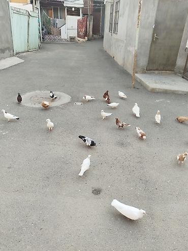 goyərcin yuvalari: Təcili satılır 23 quş 140 manat gəncə — 9