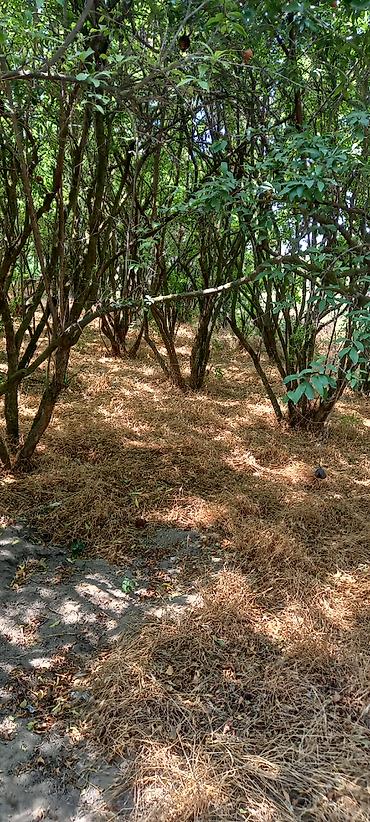 Torpaq sahələrinin satışı: 50 sot, Mülkiyyətçi, Kupça (Çıxarış) — 9