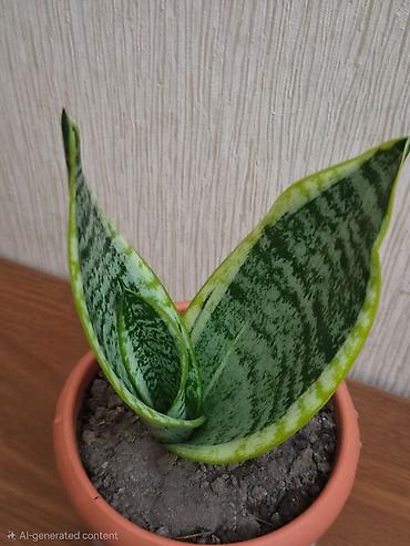 саландра цветок: Sansevieriya "Laurentii" (Qayınana dili) dibçəkdə ​Sansevieria otaq — 2