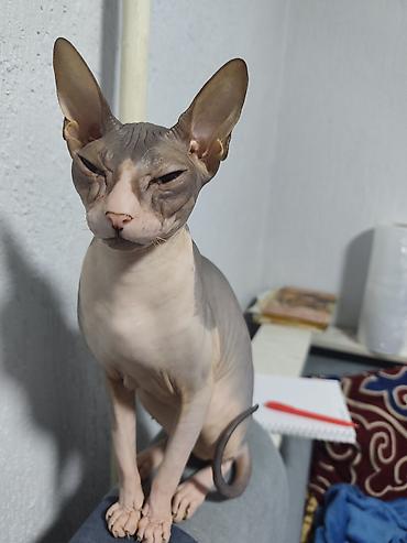 котята сфинкса купить: Канадский сфинкс — элегантный лысый кот с ярко выраженными породными — 2