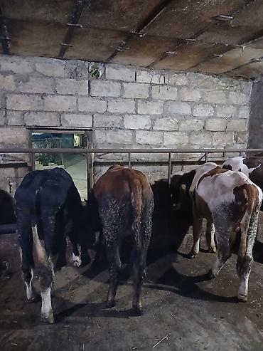 damaz: Satılır: dana/coluq heyvanlar - Növ: iri buynuzlu heyvanlar (dana) - — 5