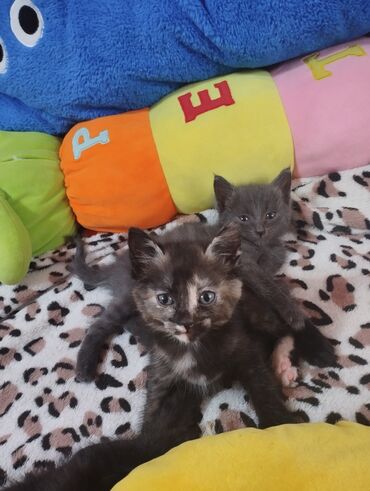 рыжий котёнок: 1 айлык, Ургаачы, Лотокко барууга үйрөтүлгөн