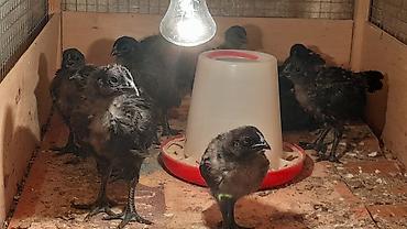 qus: AYAM GEMANI CUCELERI SATISDA
 055 955 05 20 
14AZN — 3
