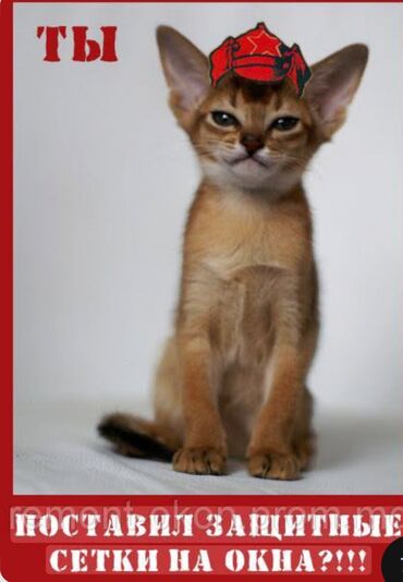 Jalüzlər: Жалюзи-москитные сетки. Соберём сетки на собственном производстве за — 9