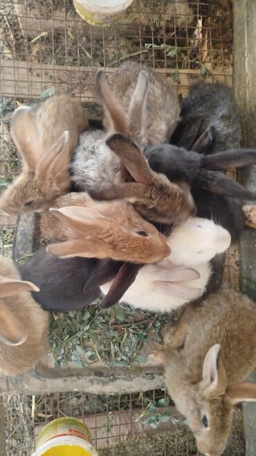 купить собаку йоркширский терьер: 🐇 *БӨЖӨКТӨР САТЫЛАТ!* 🐇 Таза кармалган, ар кандай түстөгү, жакшы