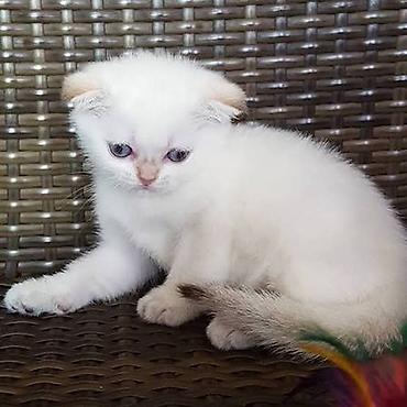 Кошки: Шотландская вислоухая — 1