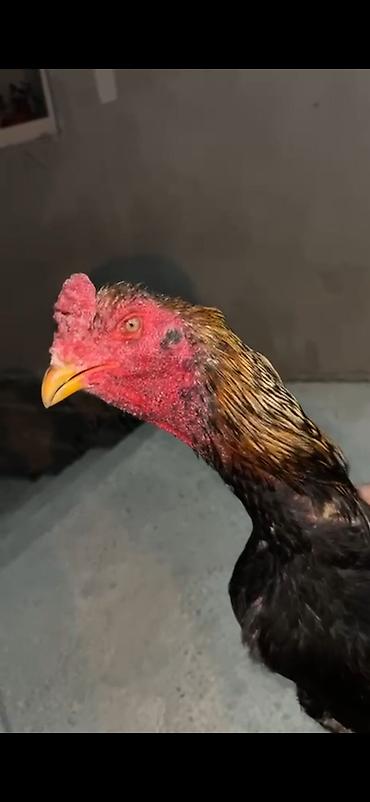 заненский коза: Продаю | Петух | Бойцовая | Для разведения — 3