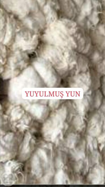 Yun: Yun satişi satışda yuyulmuş şamaxı yunu var qiymətlər keyfiyyətə — 4