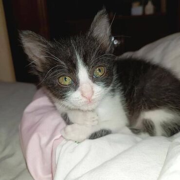 новорожденный котенок: Кошка даром: Беспородная, 2 месяца, Мальчик, Приучена к лотку