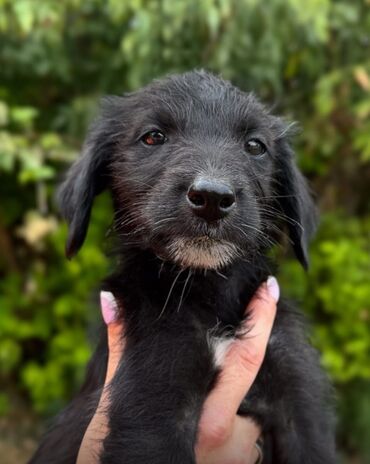 собака лайки: 🐶 Черныш ищет дом🐶 Вот такой задорный пацан ему около 2-3 месяцев