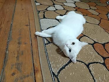 Pişiklər: Dişi, Yaxşı əllərə — 6