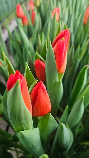 Цветы и букеты: ТЮЛЬПАНЫ ТЮЛЬПАНЫ ТЮЛЬПАНЫ. принимаем заказы на тюльпаны оптом к 8 — 7
